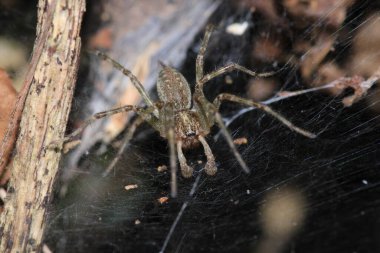 Agelena labirenti Örümcek makro fotoğrafı