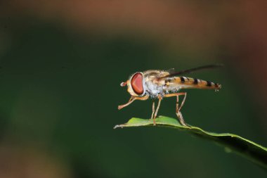 Doğal allograpta böceği makro fotoğrafı