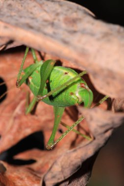 Yeşil çekirge hayaletoptera falcata fotoğrafı