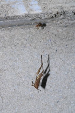 paslı çekirge böceği makro fotoğraf