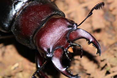 Doğal rikanya böceği makro fotoğrafı