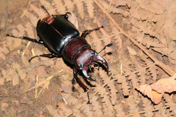 Doğal rikanya böceği makro fotoğrafı