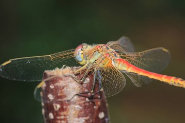 Sarı yusufçuk böceği makro fotoğrafı