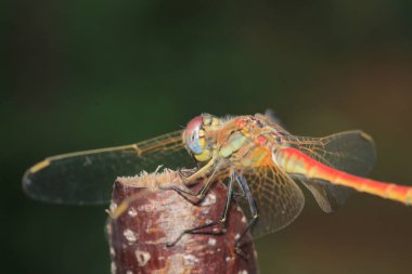 Sarı yusufçuk böceği makro fotoğrafı