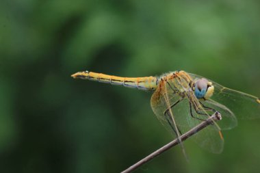 Sarı yusufçuk böceği makro fotoğrafı