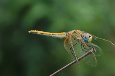 Sarı yusufçuk böceği makro fotoğrafı