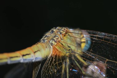 Sarı yusufçuk böceği makro fotoğrafı