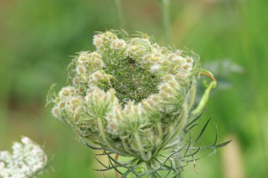 yeşil çimen bitkisi makro fotoğraf