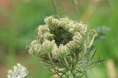 yeşil çimen bitkisi makro fotoğraf