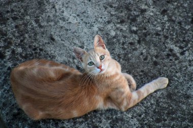 Yeşil gözlü sarı kedi