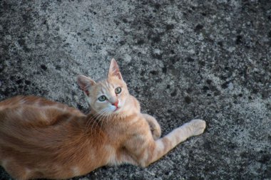 Yeşil gözlü sarı kedi