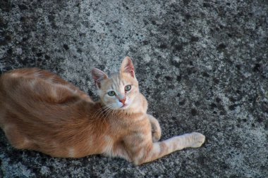 Yeşil gözlü sarı kedi