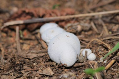 Doğal skleroderma sitrinyum mantar fotoğrafı