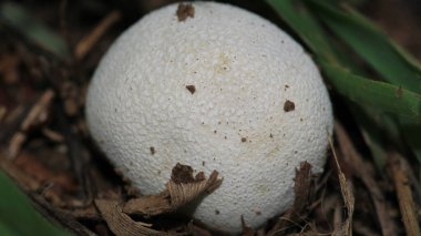 Doğal skleroderma sitrinyum mantar fotoğrafı