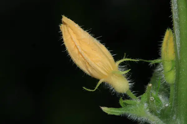 Doğal sarı kabak çiçeği fotoğrafı.