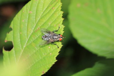 Calliphora vicina sinek makro fotoğraf