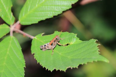 paslı çekirge böceği makro fotoğraf