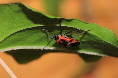 kırmızı pirokoris apterus makro fotoğraf