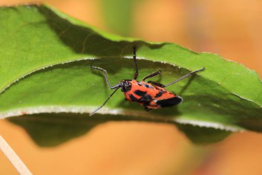 kırmızı pirokoris apterus makro fotoğraf