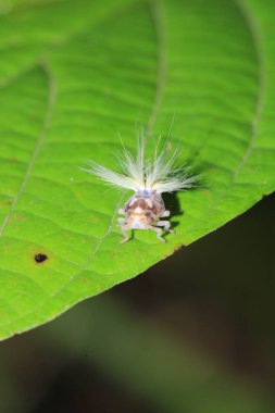 Doğal Tutku Zıpzıp Böcek Makro Fotoğrafı