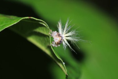 Doğal Tutku Zıpzıp Böcek Makro Fotoğrafı