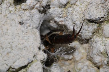 Smyrnensis böcek makro fotoğrafı için.