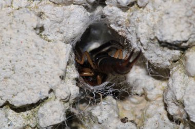 Smyrnensis böcek makro fotoğrafı için.