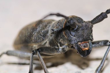 Morimus asper siyah böcek makro fotoğraf
