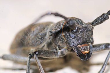 Morimus asper siyah böcek makro fotoğraf