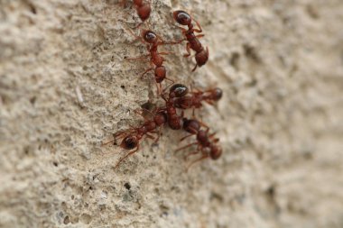 Tetramoryum göçmenleri karınca makro fotoğrafı