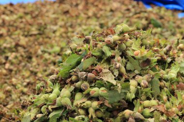 Doğal taze fındık yassı.