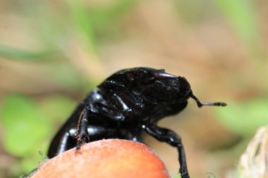 Daha az geyik böceği makro fotoğrafı