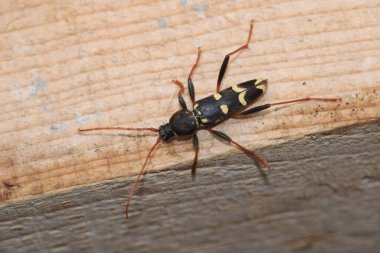 Neoclytus sarı çizgili böcek fotoğrafı