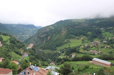 Yeşil ağaçlar orman manzarası fotoğrafı