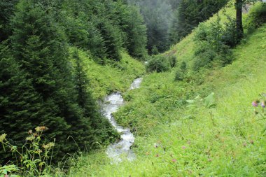 Yeşil ağaçlar orman manzarası fotoğrafı
