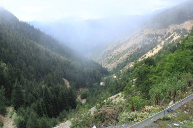 Yeşil ağaçlar orman manzarası fotoğrafı