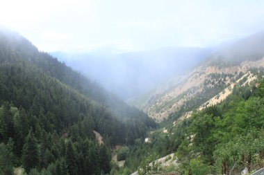 Yeşil ağaçlar orman manzarası fotoğrafı