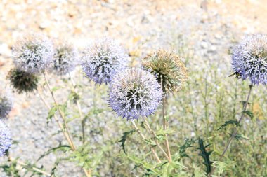 echinops bannaticus bitki fotoğrafı