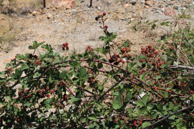 rubus nessensis bitki makro fotoğrafı