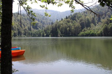 Doğal orman gölü manzarası fotoğrafı.