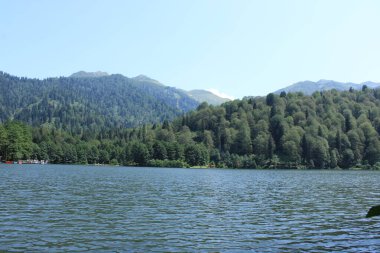 Doğal orman gölü manzarası fotoğrafı.