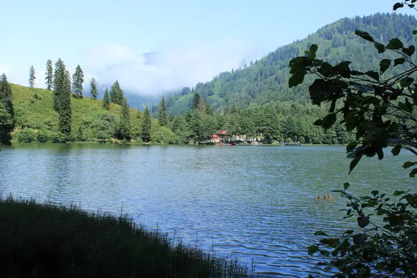 Doğal orman gölü manzarası fotoğrafı.