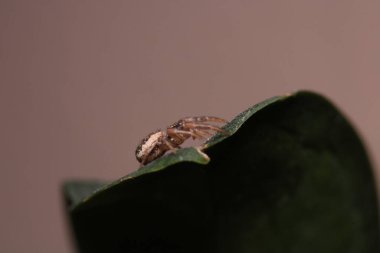 Doğal tomisus onustus örümcek fotoğrafı