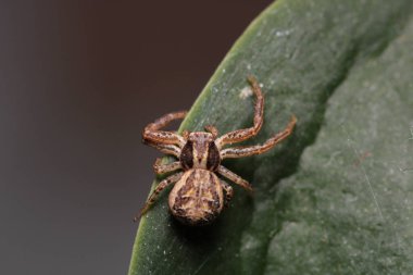 Doğal tomisus onustus örümcek fotoğrafı