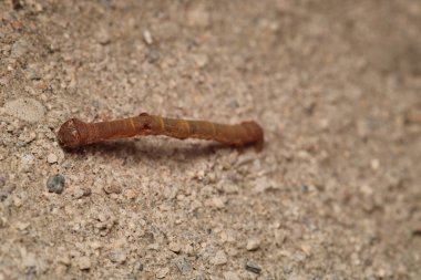 Hyposidra talaca tırtıl makro fotoğraf