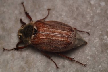 Kavuntha hipokastani böcek makro fotoğrafı.