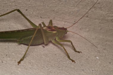 Yeşil çekirge hayaletoptera falcata fotoğrafı