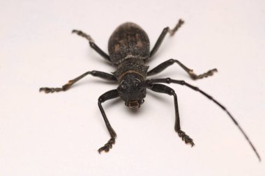 Morimus asper siyah böcek makro fotoğraf