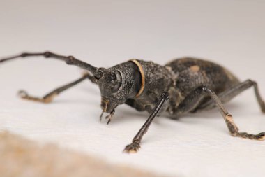 Morimus asper siyah böcek makro fotoğraf