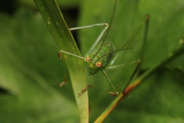 Yeşil çekirge hayaletoptera falcata fotoğrafı